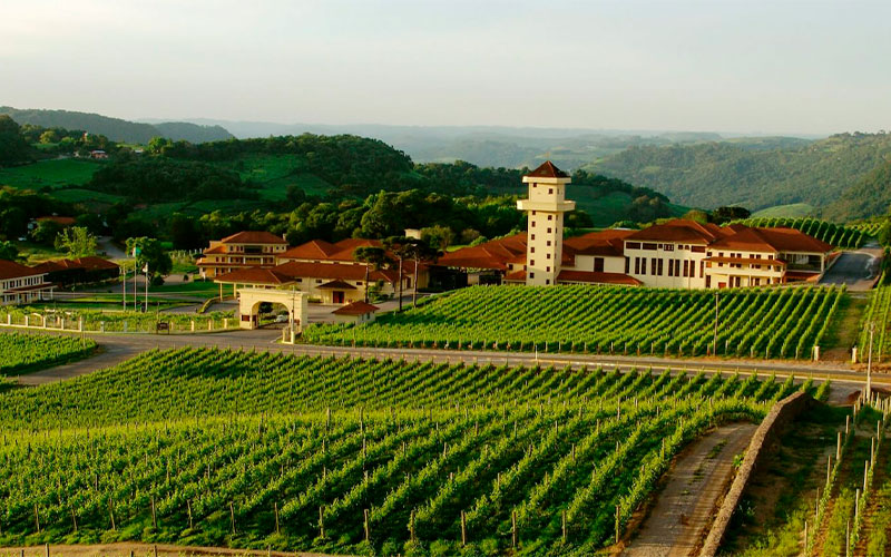 Imagem de um parreiral de uvas com uma construção antiga e ao fundo e morros verdes.
