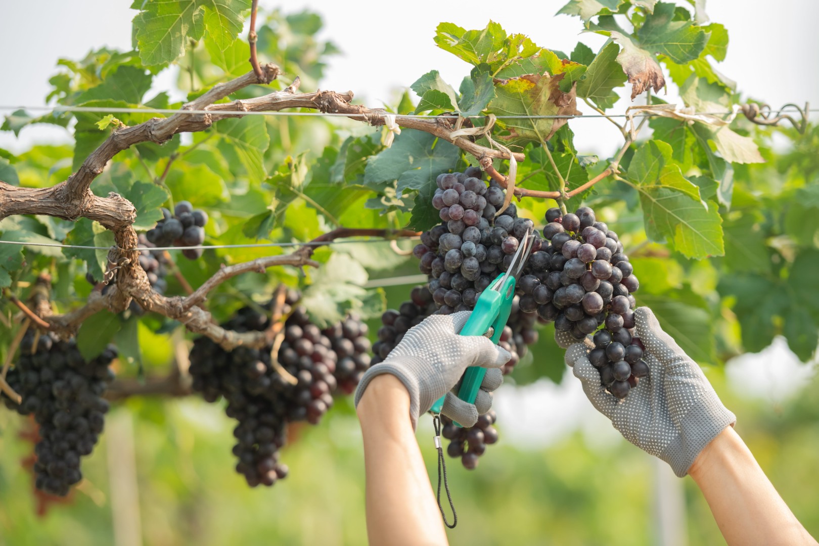 Colheita de uvas durante a Vindima 2026, etapa decisiva para a produção de vinhos e para a indústria de envase no Brasil.